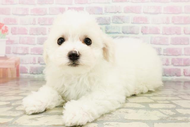 北海道のビションフリーゼ (Coo&RIKU札幌東店/2026年4月26日生まれ/女の子/ホワイト)の子犬の2枚目の画像