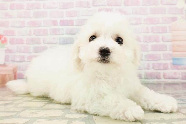 北海道のビションフリーゼ (Coo&RIKU札幌東店/2026年4月26日生まれ/女の子/ホワイト)の子犬の3枚目の画像