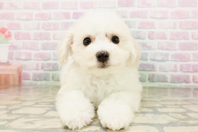 京都府のビションフリーゼ (Coo&RIKU舞鶴店/2026年4月26日生まれ/女の子/ホワイト)の子犬