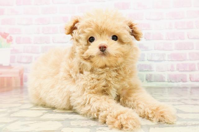 愛媛県のポメプー(ポメラニアン×プードル) (Coo&RIKU愛媛松山店/2026年4月28日生まれ/男の子/クリーム)の子犬の3枚目の画像