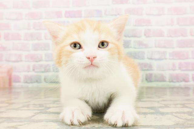 長野県のマンチカン (Coo&RIKU松本店/2026年4月27日生まれ/男の子/レッドタビーホワイト)の子猫の1枚目の画像