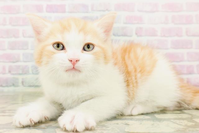 長野県のマンチカン (Coo&RIKU松本店/2026年4月27日生まれ/男の子/レッドタビーホワイト)の子猫の2枚目の画像