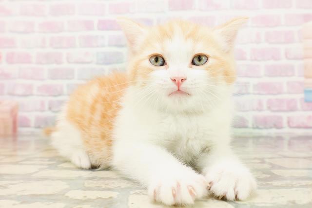 長野県のマンチカン (Coo&RIKU松本店/2026年4月27日生まれ/男の子/レッドタビーホワイト)の子猫の3枚目の画像