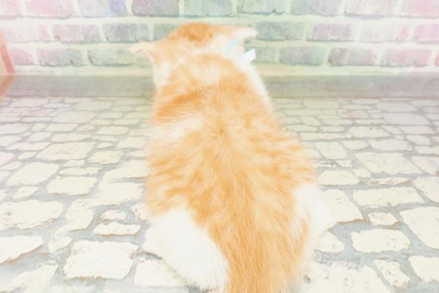 長野県のマンチカン (Coo&RIKU松本店/2026年4月27日生まれ/男の子/レッドタビーホワイト)の子猫の4枚目の画像
