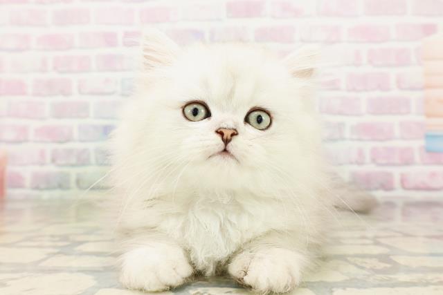 京都府のペルシャ (Coo&RIKU舞鶴店/2026年4月20日生まれ/男の子/チンチラシルバー)の子猫