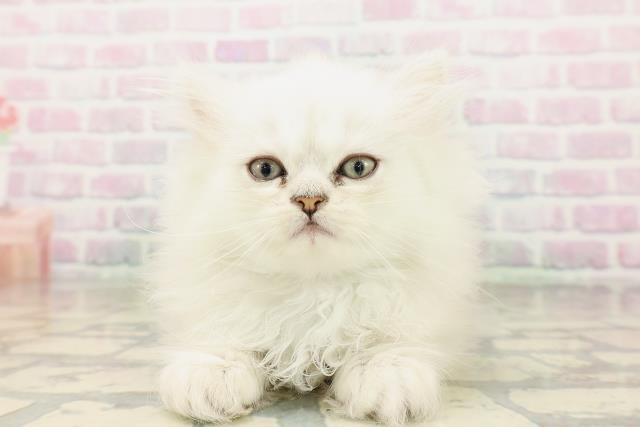 長野県のペルシャ (Coo&RIKU松本店/2026年4月20日生まれ/男の子/チンチラシルバー)の子猫の1枚目の画像