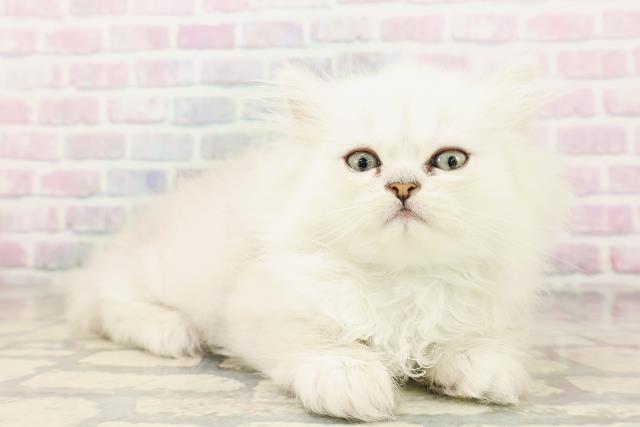 長野県のペルシャ (Coo&RIKU松本店/2026年4月20日生まれ/男の子/チンチラシルバー)の子猫の3枚目の画像