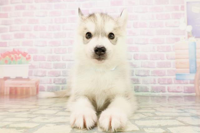 北海道のシベリアンハスキー (Coo&RIKU札幌東店/2026年4月26日生まれ/男の子/シルバーホワイト)の子犬の1枚目の画像