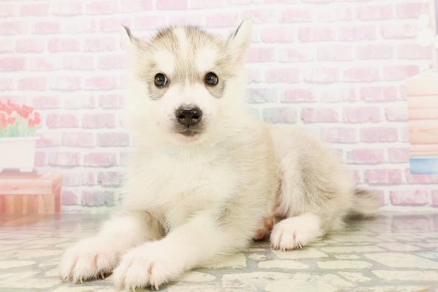 北海道のシベリアンハスキー (Coo&RIKU札幌東店/2026年4月26日生まれ/男の子/シルバーホワイト)の子犬の2枚目の画像
