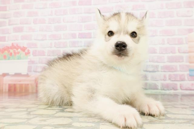 北海道のシベリアンハスキー (Coo&RIKU札幌東店/2026年4月26日生まれ/男の子/シルバーホワイト)の子犬の3枚目の画像