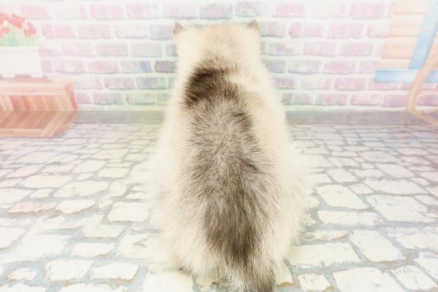 北海道のシベリアンハスキー (Coo&RIKU札幌東店/2026年4月26日生まれ/男の子/シルバーホワイト)の子犬の4枚目の画像