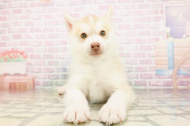東京都のシベリアンハスキー (Coo&RIKU福生店/2026年4月26日生まれ/男の子/チョコレートホワイト)の子犬の1枚目の画像