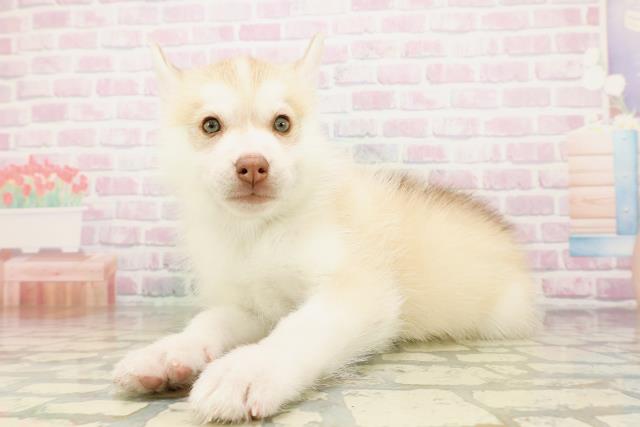 東京都のシベリアンハスキー (Coo&RIKU福生店/2026年4月26日生まれ/男の子/チョコレートホワイト)の子犬の2枚目の画像