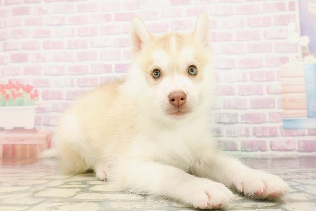 東京都のシベリアンハスキー (Coo&RIKU福生店/2026年4月26日生まれ/男の子/チョコレートホワイト)の子犬の3枚目の画像