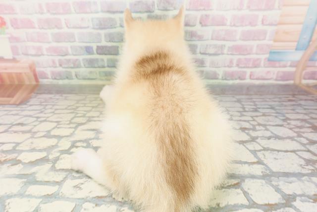 東京都のシベリアンハスキー (Coo&RIKU福生店/2026年4月26日生まれ/男の子/チョコレートホワイト)の子犬の4枚目の画像