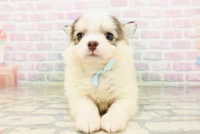 福島県のチワワ(ロング) (Coo&RIKUいわき店/2026年4月28日生まれ/男の子/ホワイトブルー)の子犬の1枚目の画像