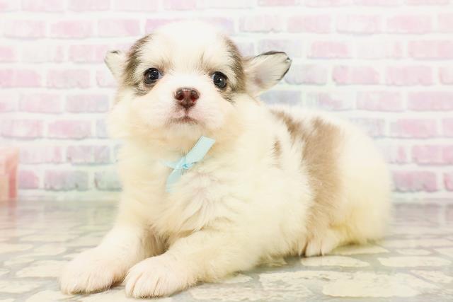 福島県のチワワ(ロング) (Coo&RIKUいわき店/2026年4月28日生まれ/男の子/ホワイトブルー)の子犬の2枚目の画像