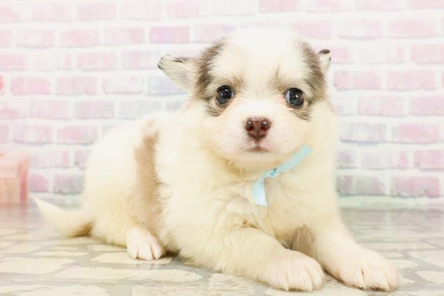 福島県のチワワ(ロング) (Coo&RIKUいわき店/2026年4月28日生まれ/男の子/ホワイトブルー)の子犬の3枚目の画像