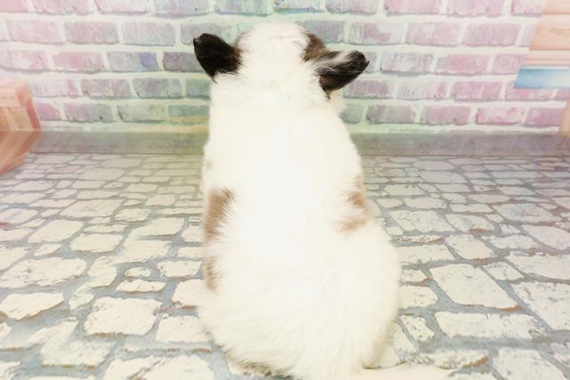 福島県のチワワ(ロング) (Coo&RIKUいわき店/2026年4月28日生まれ/男の子/ホワイトブルー)の子犬の4枚目の画像