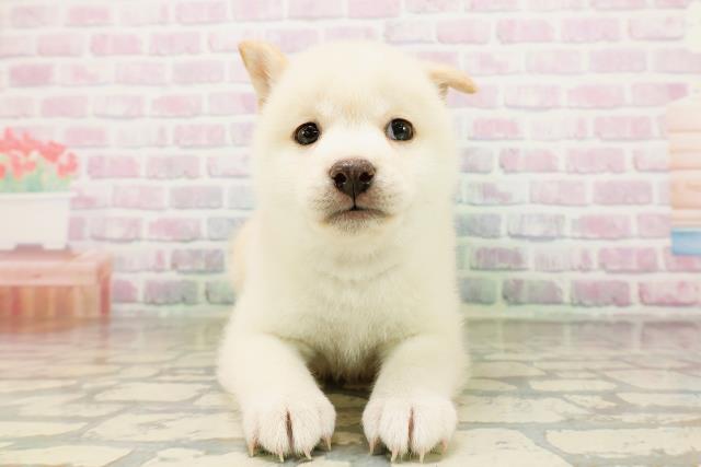 柴犬