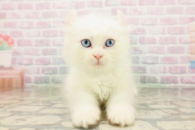 神奈川県のキンカロー (Coo&RIKU小田原店/2026年4月25日生まれ/男の子/ホワイト)の子猫の1枚目の画像