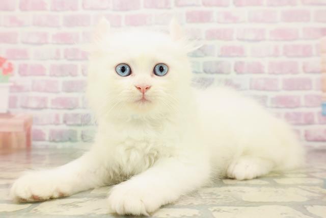 神奈川県のキンカロー (Coo&RIKU小田原店/2026年4月25日生まれ/男の子/ホワイト)の子猫の2枚目の画像