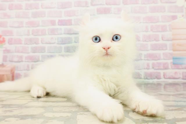 神奈川県のキンカロー (Coo&RIKU小田原店/2026年4月25日生まれ/男の子/ホワイト)の子猫の3枚目の画像