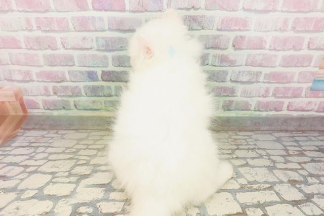 神奈川県のキンカロー (Coo&RIKU小田原店/2026年4月25日生まれ/男の子/ホワイト)の子猫の4枚目の画像