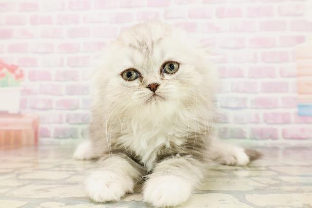 神奈川県のハーフ猫・ミックス猫 (Coo&RIKU横浜青葉店/2026年4月24日生まれ/男の子/チンチラシルバー)の子猫の1枚目の画像