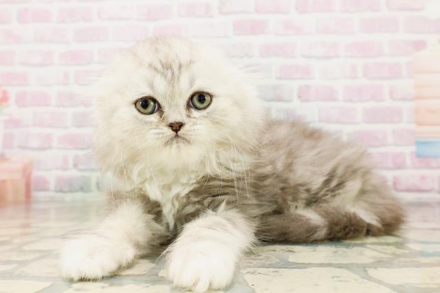 神奈川県のハーフ猫・ミックス猫 (Coo&RIKU横浜青葉店/2026年4月24日生まれ/男の子/チンチラシルバー)の子猫の2枚目の画像