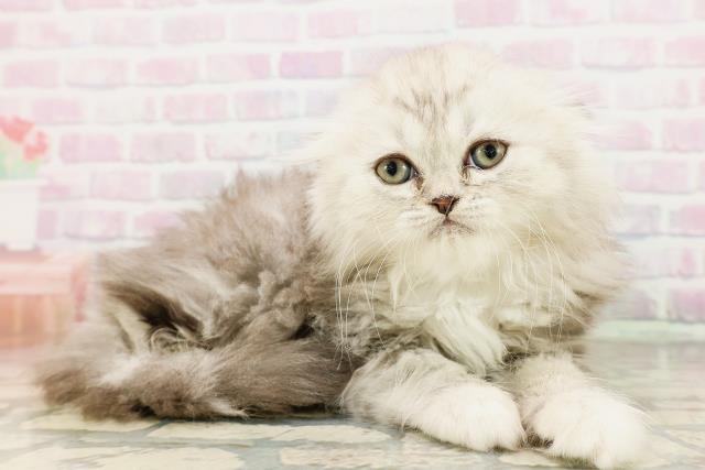 神奈川県のハーフ猫・ミックス猫 (Coo&RIKU横浜青葉店/2026年4月24日生まれ/男の子/チンチラシルバー)の子猫の3枚目の画像