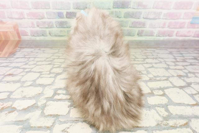 神奈川県のハーフ猫・ミックス猫 (Coo&RIKU横浜青葉店/2026年4月24日生まれ/男の子/チンチラシルバー)の子猫の4枚目の画像