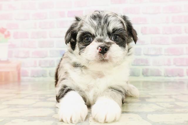 東京都のハーフ犬・ミックス犬 (Coo&RIKU中野サンモール店/2026年4月26日生まれ/女の子/ブルーマール)の子犬の1枚目の画像