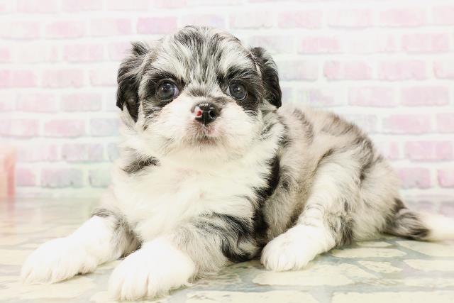 東京都のハーフ犬・ミックス犬 (Coo&RIKU中野サンモール店/2026年4月26日生まれ/女の子/ブルーマール)の子犬の2枚目の画像