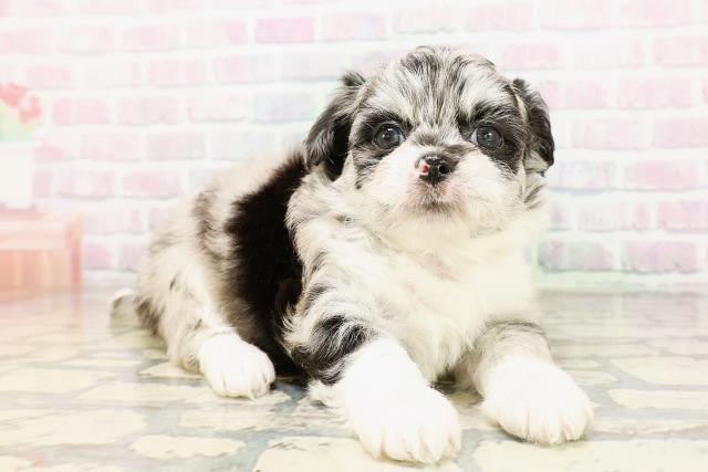 東京都のハーフ犬・ミックス犬 (Coo&RIKU中野サンモール店/2026年4月26日生まれ/女の子/ブルーマール)の子犬の3枚目の画像