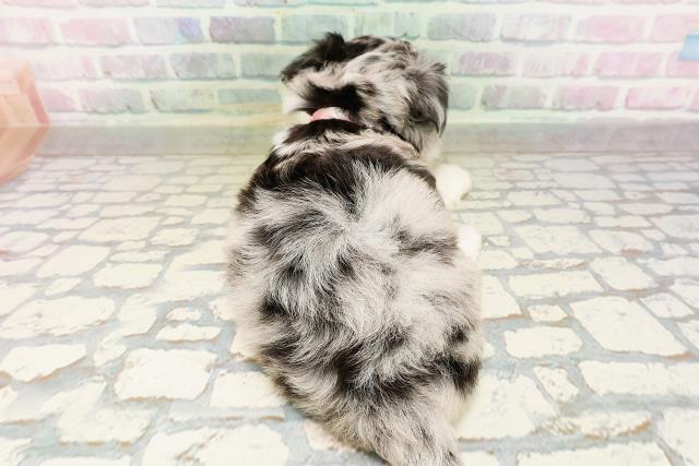 東京都のハーフ犬・ミックス犬 (Coo&RIKU中野サンモール店/2026年4月26日生まれ/女の子/ブルーマール)の子犬の4枚目の画像