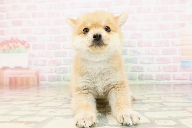 東京都のポメ柴/豆ポメ/ポメ豆柴(ポメラニアン×柴犬) (Coo&RIKU下北沢店/2026年4月28日生まれ/男の子/赤)の子犬