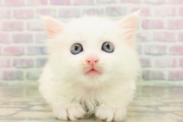 東京都のメインクーン (Coo&RIKU府中店/2026年4月28日生まれ/女の子/ホワイト)の子猫の1枚目の画像