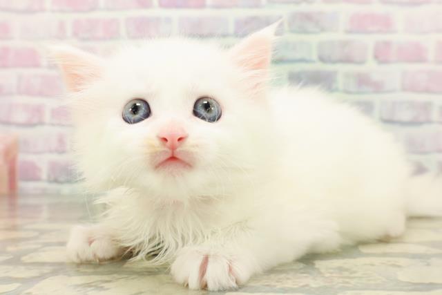 東京都のメインクーン (Coo&RIKU府中店/2026年4月28日生まれ/女の子/ホワイト)の子猫の2枚目の画像