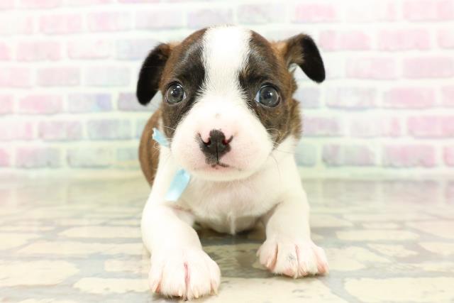 神奈川県のハーフ犬・ミックス犬 (Coo&RIKU相模原店/2026年4月28日生まれ/男の子/ブリンドルホワイト)の子犬の1枚目の画像