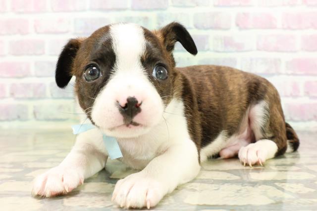 神奈川県のハーフ犬・ミックス犬 (Coo&RIKU相模原店/2026年4月28日生まれ/男の子/ブリンドルホワイト)の子犬の2枚目の画像