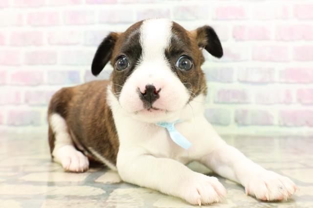 神奈川県のハーフ犬・ミックス犬 (Coo&RIKU相模原店/2026年4月28日生まれ/男の子/ブリンドルホワイト)の子犬の3枚目の画像