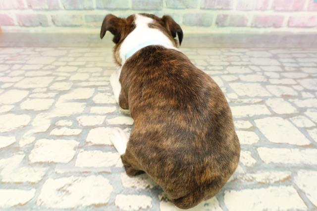 神奈川県のハーフ犬・ミックス犬 (Coo&RIKU相模原店/2026年4月28日生まれ/男の子/ブリンドルホワイト)の子犬の4枚目の画像