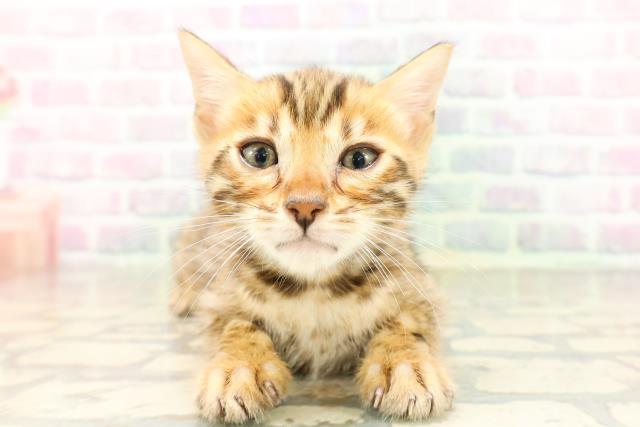 東京都のベンガル (Coo&RIKU八王子西店/2026年4月23日生まれ/男の子/ブラウンスポットタビー)の子猫
