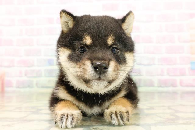 埼玉県の豆柴 (Coo&RIKU川口戸塚店/2026年4月26日生まれ/男の子/黒)の子犬の1枚目の画像