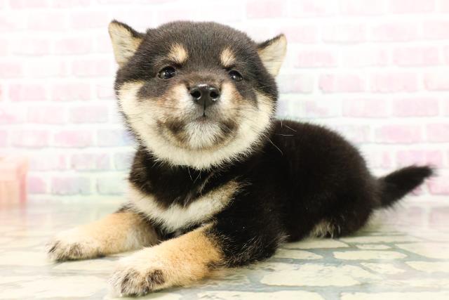 埼玉県の豆柴 (Coo&RIKU川口戸塚店/2026年4月26日生まれ/男の子/黒)の子犬の2枚目の画像