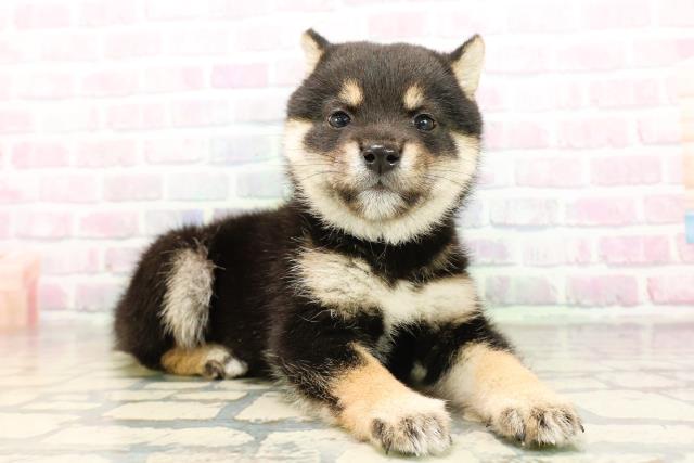 埼玉県の豆柴 (Coo&RIKU川口戸塚店/2026年4月26日生まれ/男の子/黒)の子犬の3枚目の画像
