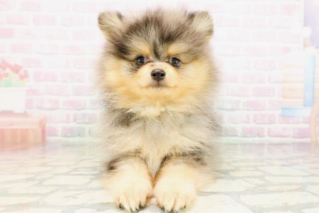 東京都のポメラニアン (Coo&RIKU池袋西口店/2026年4月22日生まれ/男の子/ブルーマール)の子犬