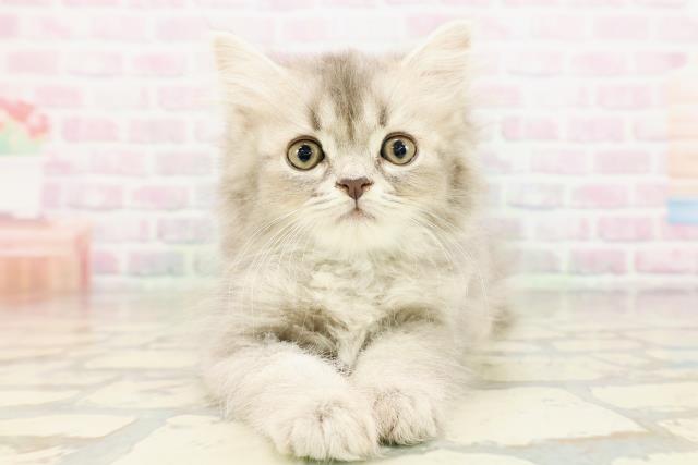 東京都のサイベリアン (Coo&RIKU足立本店/2026年4月21日生まれ/男の子/ブルー)の子猫の1枚目の画像