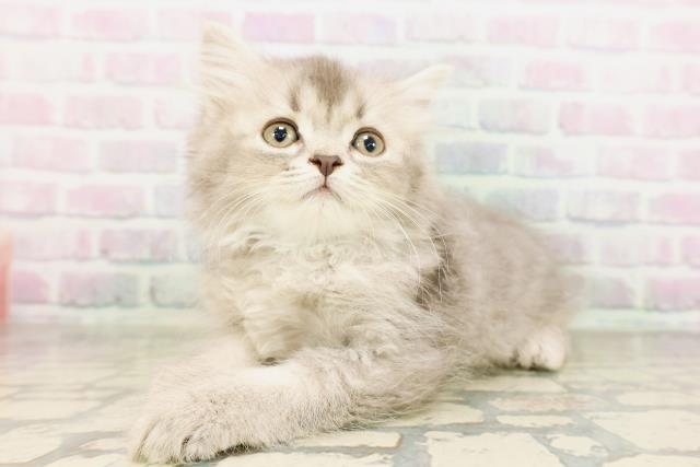 東京都のサイベリアン (Coo&RIKU足立本店/2026年4月21日生まれ/男の子/ブルー)の子猫の2枚目の画像